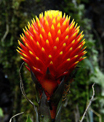 Guzmania conifera