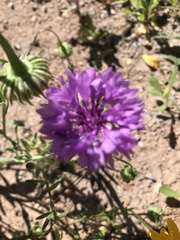 Centaurea cyanus