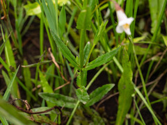 Mimulus strictus