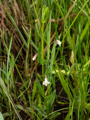 Mimulus strictus