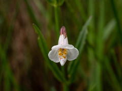 Mimulus strictus
