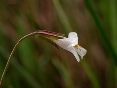 Mimulus strictus