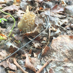 Morchella populiphila