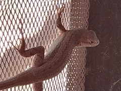 Sceloporus edbelli