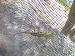 Sceloporus edbelli