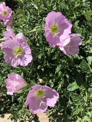 Oenothera speciosa
