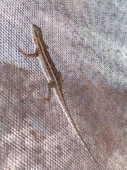 Sceloporus edbelli