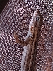 Sceloporus edbelli