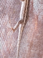 Sceloporus edbelli