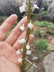 Sairocarpus coulterianus