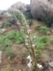 Sairocarpus coulterianus