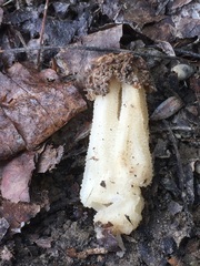Morchella populiphila