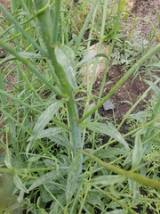Sairocarpus coulterianus