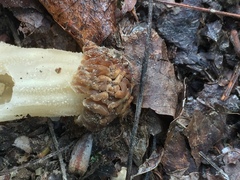 Morchella populiphila