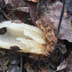 Morchella populiphila