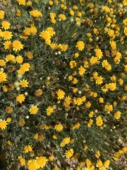 Thymophylla pentachaeta