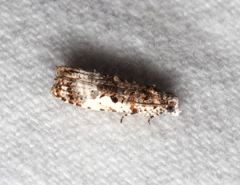 Phricanthes asperana