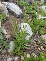 Silene multinervia