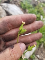 Silene multinervia