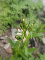 Silene multinervia