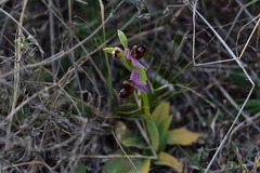 Ophrys bertolonii flavicans