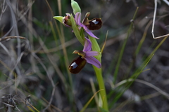 Ophrys bertolonii flavicans