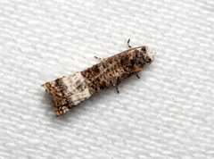 Phricanthes asperana