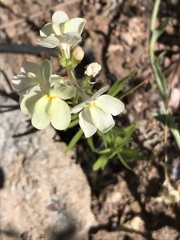 Linaria maroccana