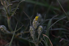 Crepis chondrilloides