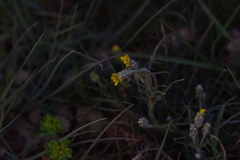 Crepis chondrilloides