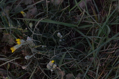 Crepis chondrilloides