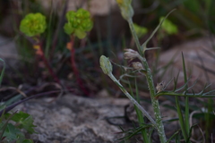 Crepis chondrilloides