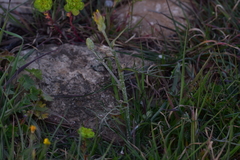 Crepis chondrilloides