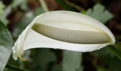 Anthurium nymphaeifolium