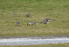 Anser albifrons albifrons