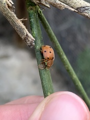 Henosepilachna argus