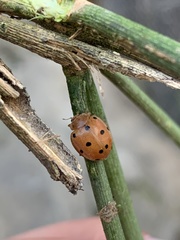 Henosepilachna argus