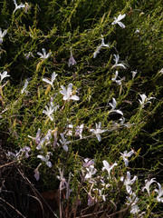 Barleria pretoriensis