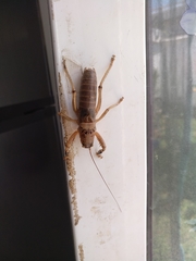 Nesoecia