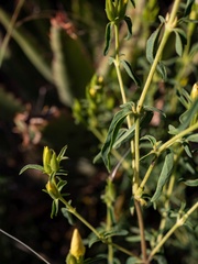 Barleria pretoriensis