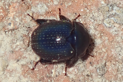 Germarostes globosus