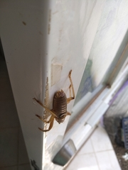 Nesoecia