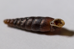 Clausilia