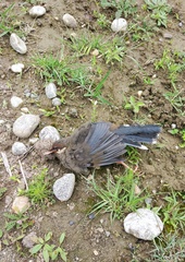 Trochalopteron henrici