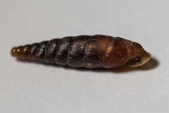 Clausilia