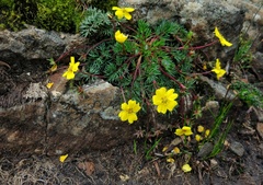 Potentilla coriandrifolia