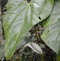 Anthurium nymphaeifolium