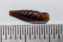 Clausilia