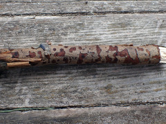 Diatrype decorticata