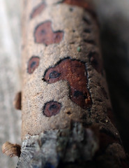 Diatrype decorticata